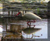 2009AprilWildlife015.jpg