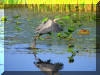 2009AprilWildlife052.jpg