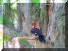 2009AprilWildlife055.jpg