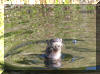 Otter.jpg